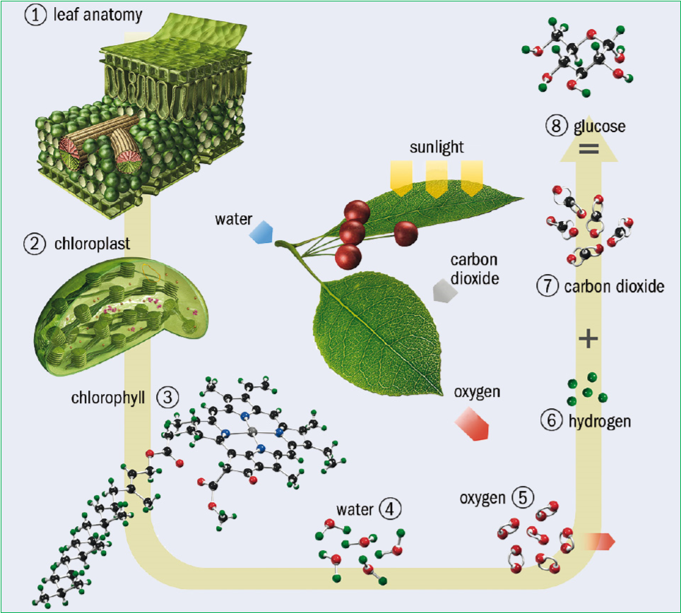 Regents Prep For Living Environment New York State Migrant Education   Photosynthesis Image 